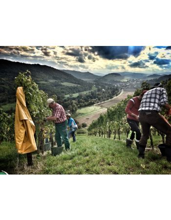 Winzer für einen Tag 26.09.2026